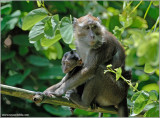 Philippine Macaque