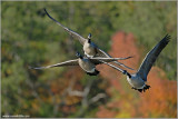 Canada Geese in flight