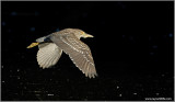 Black Crowned Night Heron in flight