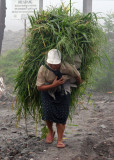 Buffalo keeper and fresh grass