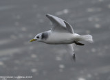 Mouette tridactyle, Rissa tridactyla