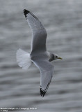 Mouette tridactyle, Rissa tridactyla
