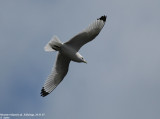 Mouette tridactyle, Rissa tridactyla