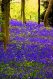 staffhurst wood8.jpg