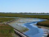 Wetlands - Point Pelee National Park, Leamington, Ontario