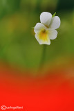 Viola tricolor