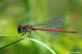 Pyrroshoma nymphula male