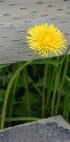 Seward Dandelion