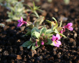 Mimulus sp.
