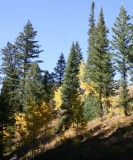Inman Canyon Hillside