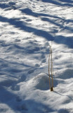 Cat Tracks