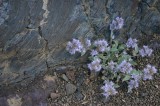 Phacelia sp.
