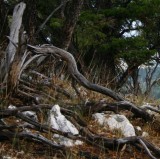 Mountain-Mahogany Forest