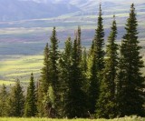 View from the Lift (Subalpine Firs)