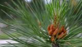 Pine in Twin Falls, Idaho