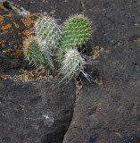 Starvation Cholla