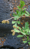 Skunkbush Sumac