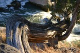 Juniper over Snake River
