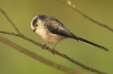 Long-tailed tit - Aegithalos caudatus