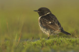 Stonechat - Saxicola torquata