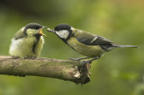Great tit - Parus major