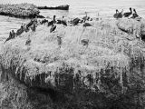 Bird Rocks 4-BW.jpg