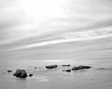 Shell Beach Seascape .jpg