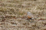Dotterel on Lowther Hill, Clyde district.