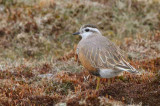 Dotterel on Lowther Hill, Clyde district.