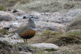 Dotterel on the Cairngorm plateau near top of Cairn Lochan