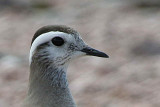 Dotterel on the Cairngorm plateau near top of Cairn Lochan