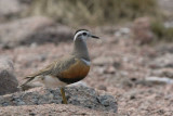 Dotterel on the Cairngorm plateau near top of Cairn Lochan