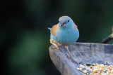 Blue Waxbill, Shamvura Lodge, Kavango