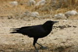 Cape Rook, Etosha National Park