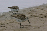 Curlew Sandpiper, Walvis Bay