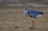 Grey Heron, Walvis Bay