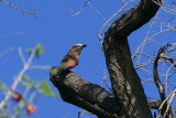 Lilac-breasted Roller, Omaruru River