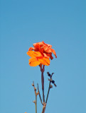 Aug 18 03 flower-1694.jpg