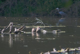 May 17 07 Local Lake Nutria-Heron 1 -076.jpg