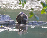 May 31 07 Critter Lake -102.jpg