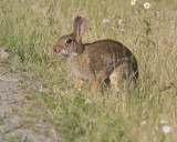 June 21 07 Ridgefield Wildlife Refuge -301.jpg