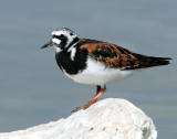 Turnstone, Ruddy
