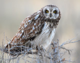 Owl Shot-eared D-021.jpg