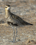 Plover , Pacific Golden D-104.jpg