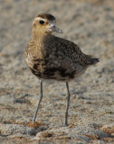 Plover, Pacific Golden D-100.jpg