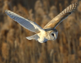 Owl, Barn
