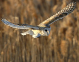 Owl, Barn