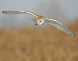Owl, Barn