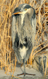 Heron, Great Blue