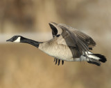 Goose Canada D-042.jpg
